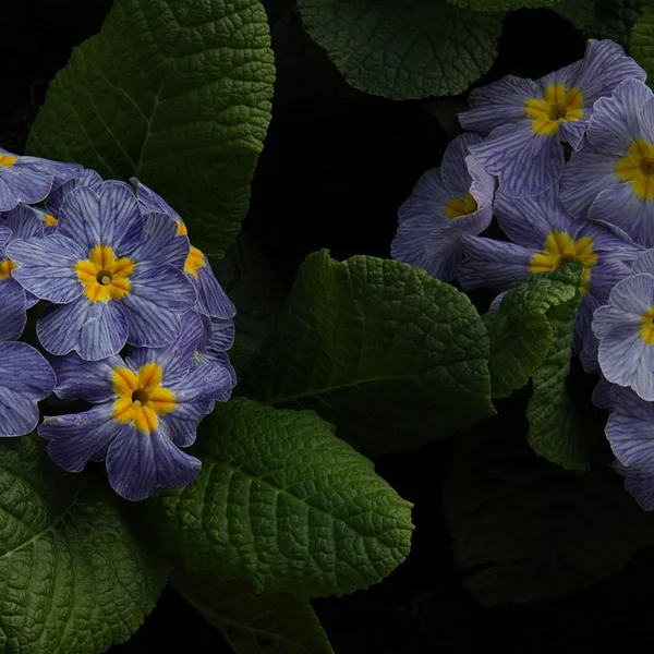 买球网棋牌游戏